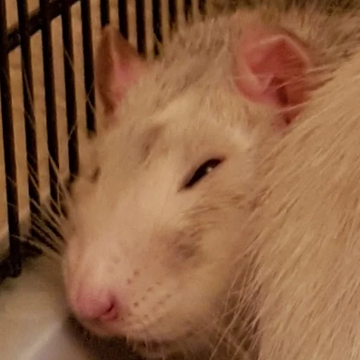 Sticker ratsrule - 1