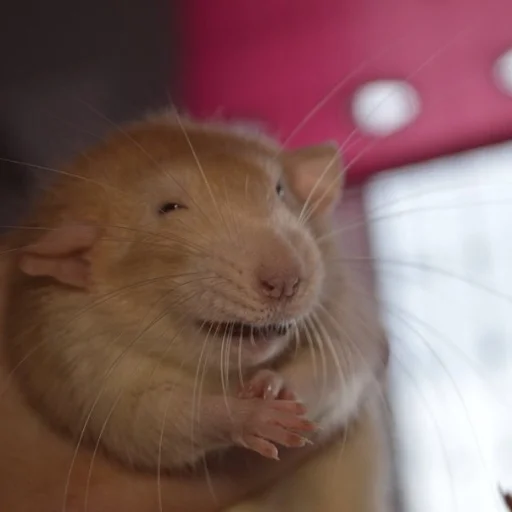 Sticker ratsrule - 1