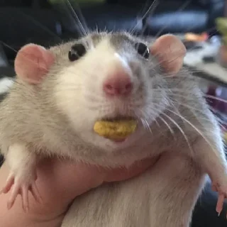 Стикер raaatss ruuleeeee - 6