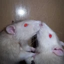 Стикер raaatss ruuleeeee - 10