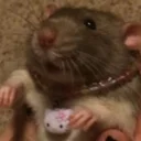 Стикер raaatss ruuleeeee - 1