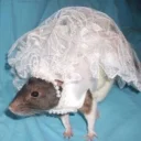 Стикер raaatss ruuleeeee - 3