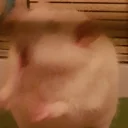 Стикер raaatss ruuleeeee - 5