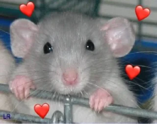 Стикер rats - 1