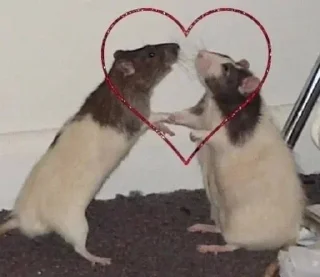 Стикер rats - 6