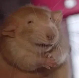 Стикер rats - 10