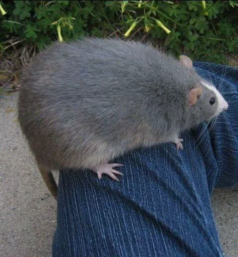 крысючий пак - 