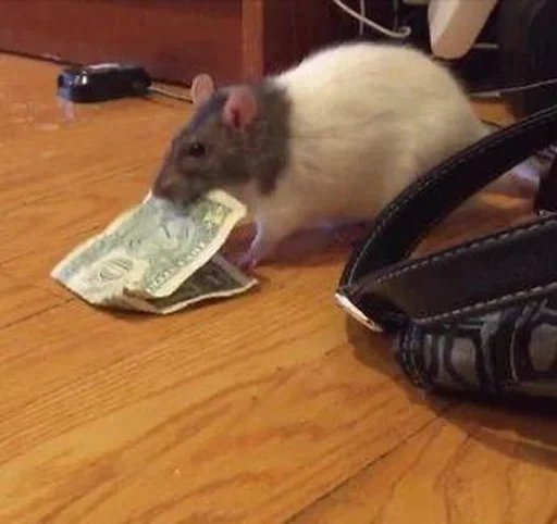 Sticker крысючий пак - 11