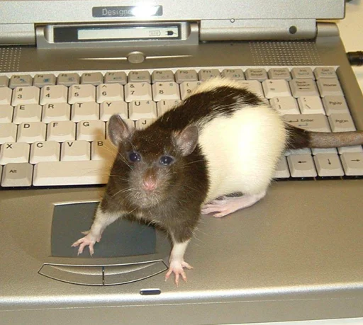 Sticker крысючий пак - 10