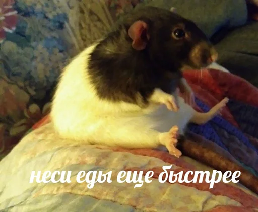 Sticker крысючий пак - 9