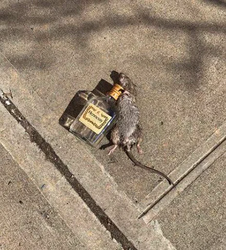 Sticker крысючий пак - 6