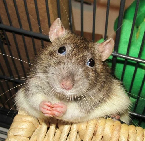 Sticker крысючий пак - 1