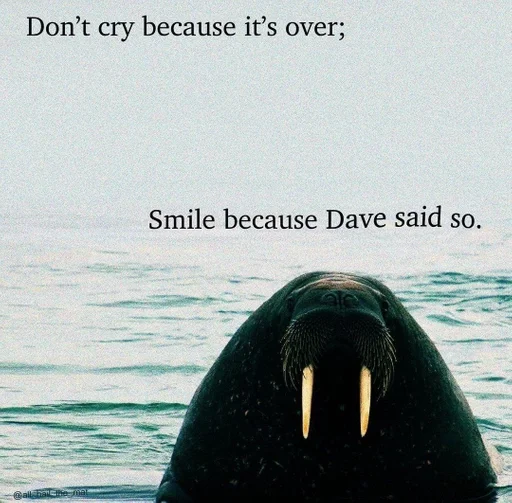 животное млекопитающее водные млекопитающие