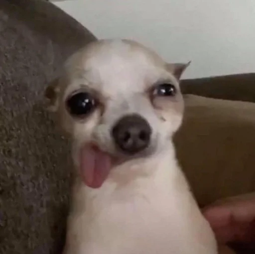 животное млекопитающее домашнее животное