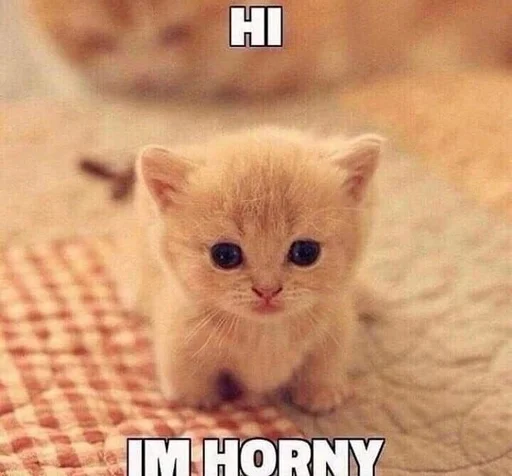 млекопитающее животное кошка