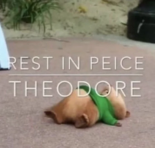 СМС собака земля