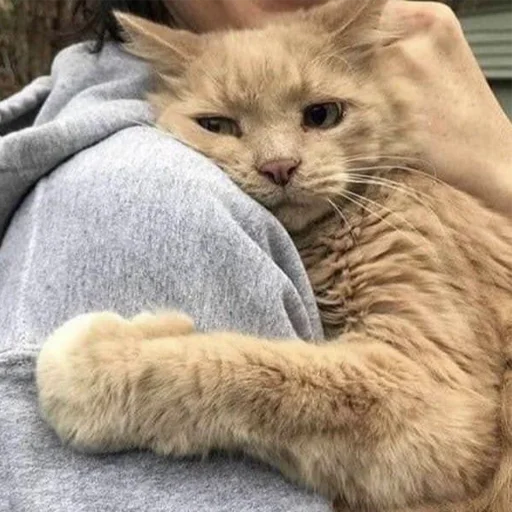 cat small to medium-sized cats felidae