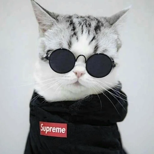 cat small to medium-sized cats felidae