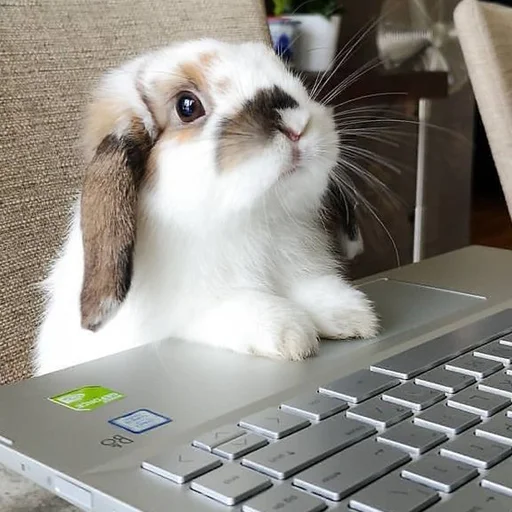 bunny indoor computer