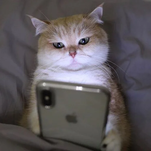 small to medium-sized cats cat indoor