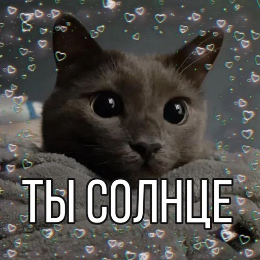 animal cat domestic cat