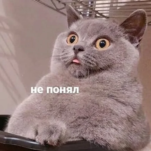 млекопитающее животное кошка