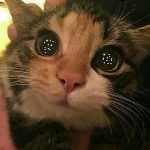 животное млекопитающее кошка