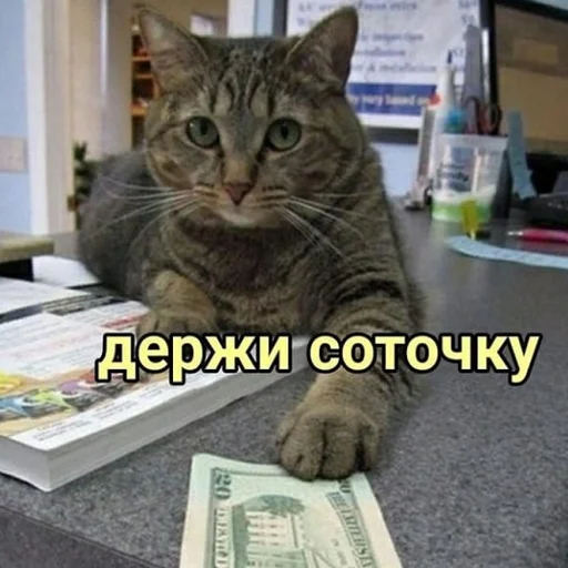 text indoor small to medium-sized cats