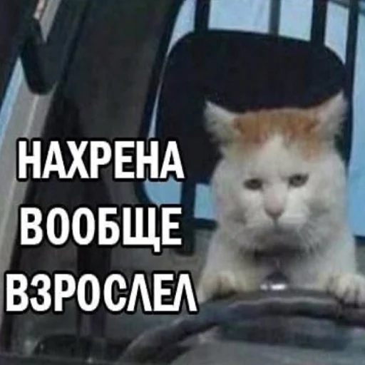 СМС кошки малого и среднего размера кошачьи