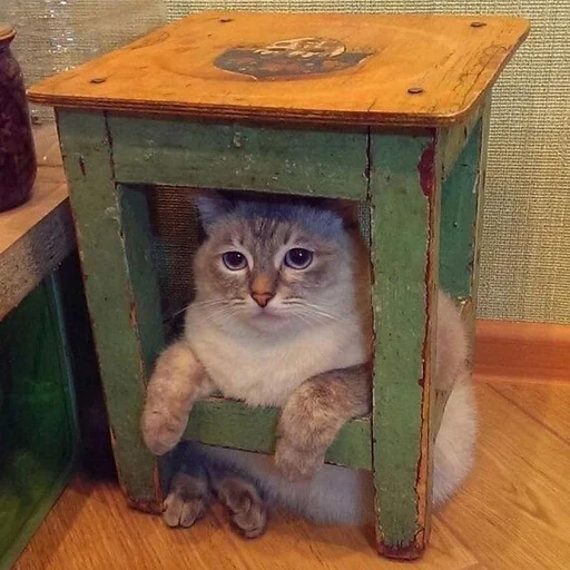 animal small to medium-sized cats felidae