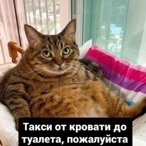 cat animal small to medium-sized cats