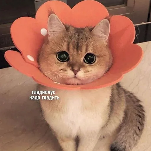 Всякие коти 🐈 - кошки малого и среднего размера