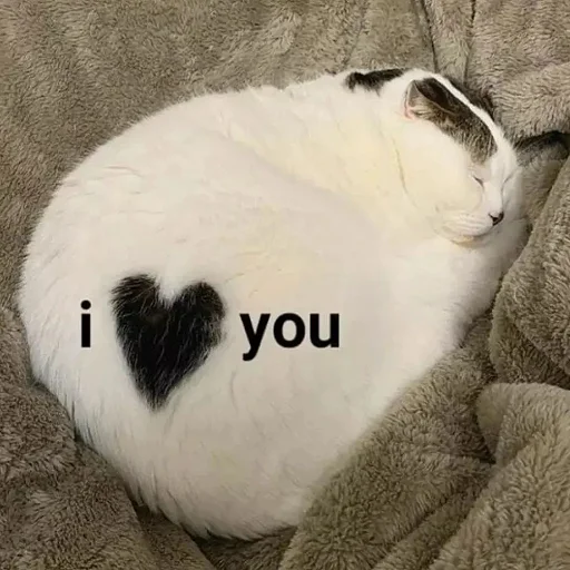 млекопитающее животное кошки малого и среднего размера