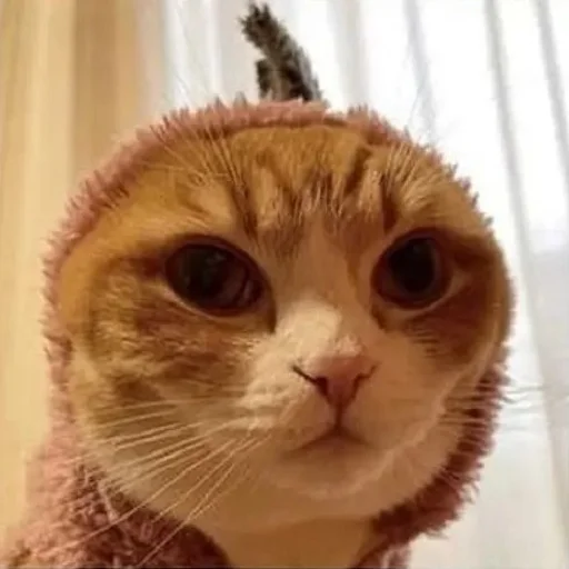 animal domestic cat cat