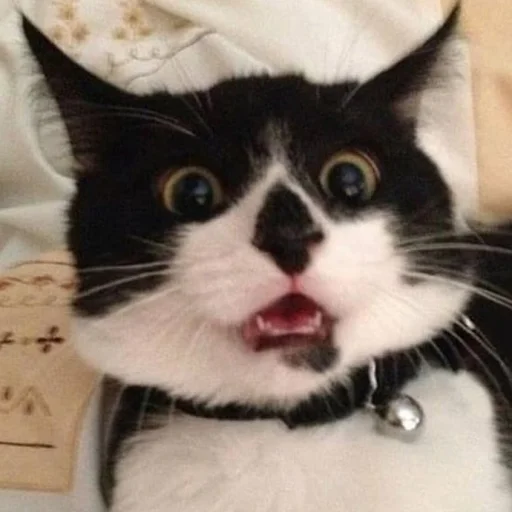 small to medium-sized cats cat whiskers