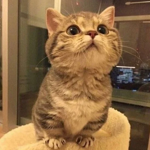 animal mammal small to medium-sized cats