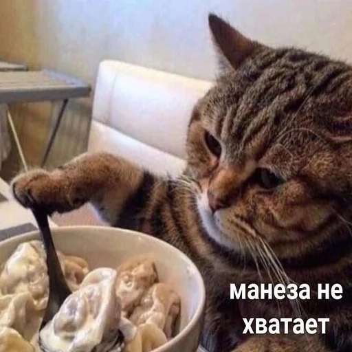 cat small to medium-sized cats indoor