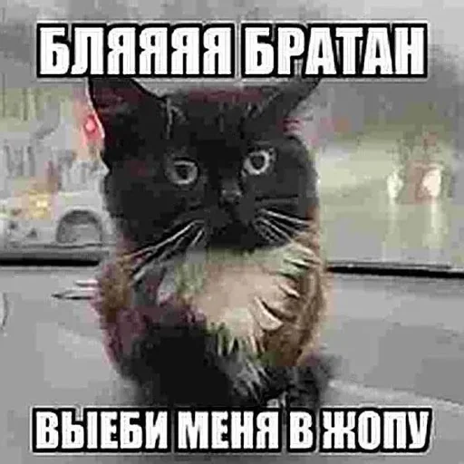 СМС млекопитающее животное