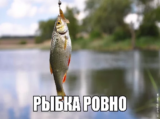 животное рыба рыбная ловля
