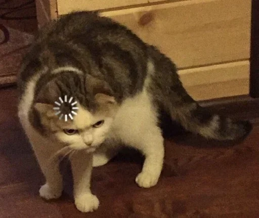 animal small to medium-sized cats mammal