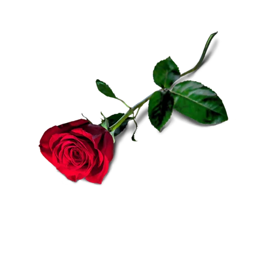 Стикер Цветы КР @devil_yulia - 9