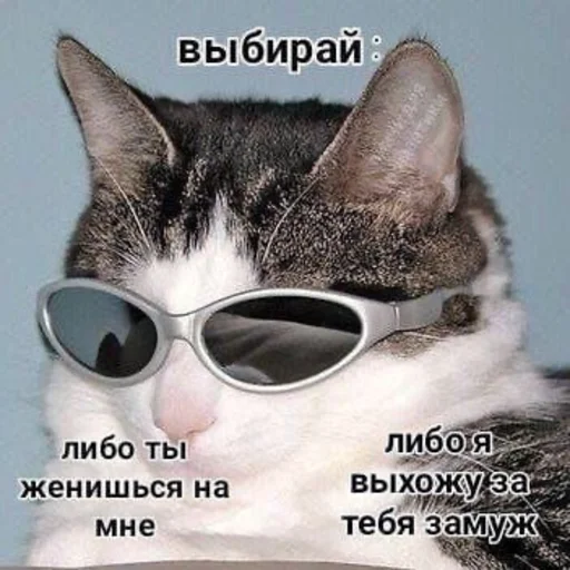text sunglasses small to medium-sized cats