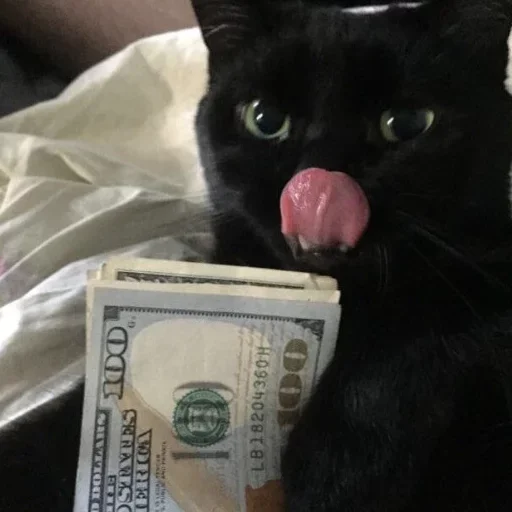 кошка животное кошки малого и среднего размера