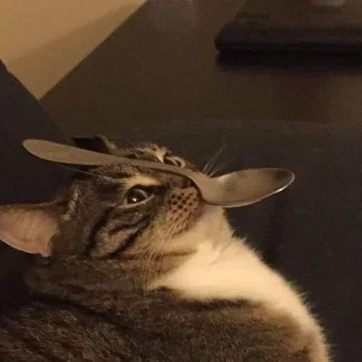 млекопитающее животное комнатный