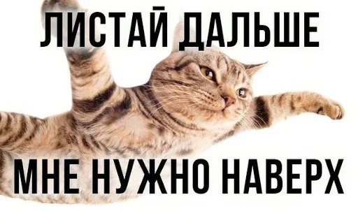 животное млекопитающее кошка