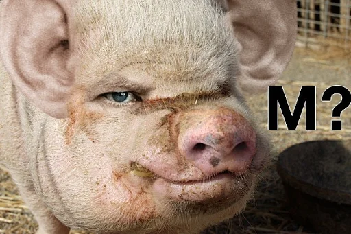 животное млекопитающее свинья