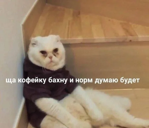 комнатный кошки малого и среднего размера кошачьи