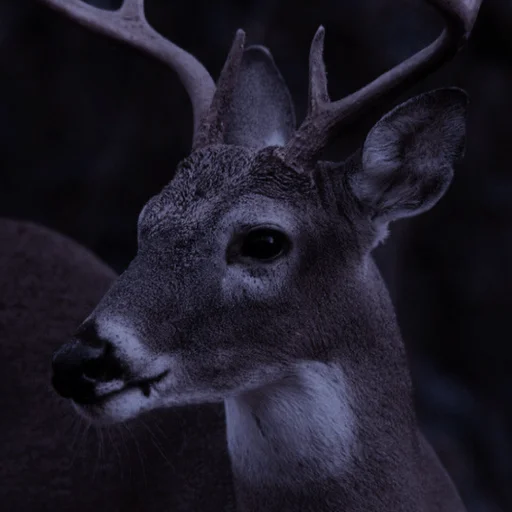 Sticker reggieblack - 1