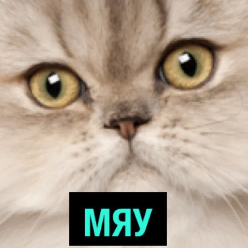 котикикотики - 