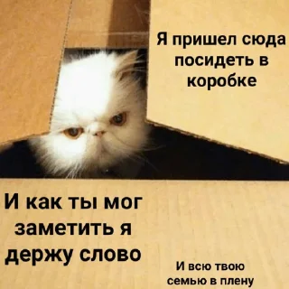 Стикер котикикотики - 1